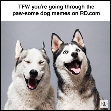 Dog Life Meme