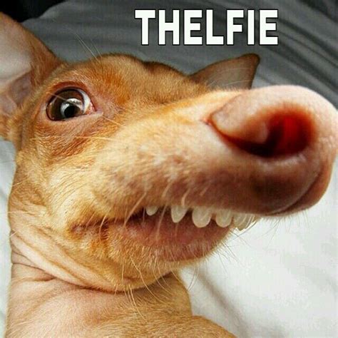 Dog Lisp Meme