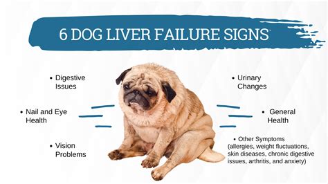 Spotting Early Signs of Liver Failure in Dogs: A Comprehensive Guide