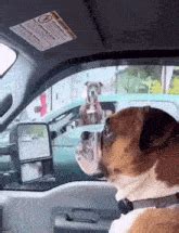 Dog Looking Out Car Window Meme