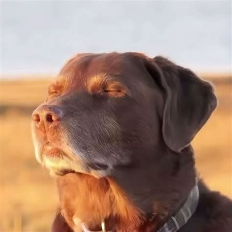 Dog Looking Up Meme