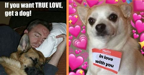 Dog Love Meme