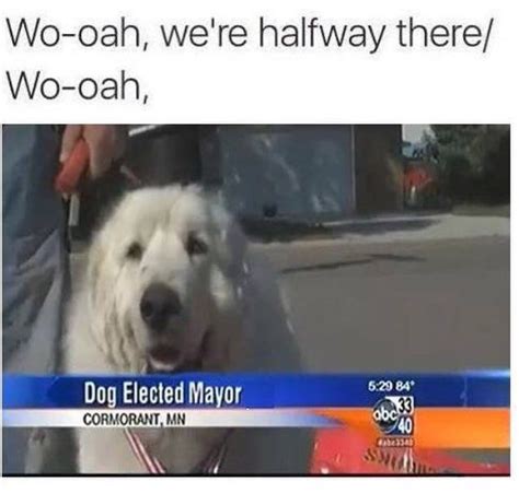 Dog Mayor Meme