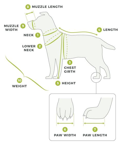 Dog Measurements Chart