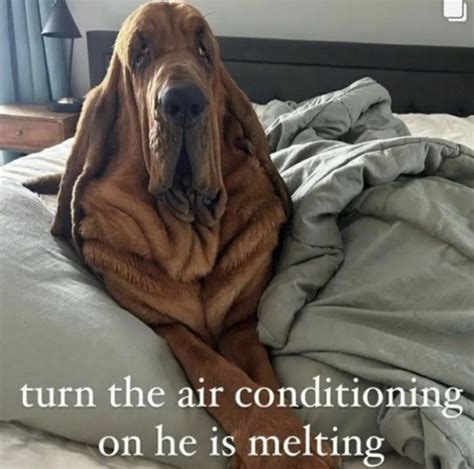 Dog Melting Meme