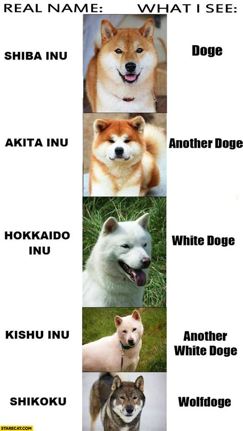 Dog Meme Names