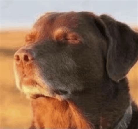 Dog Meme Song