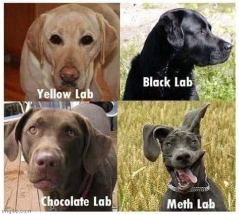 Dog Meth Lab Meme