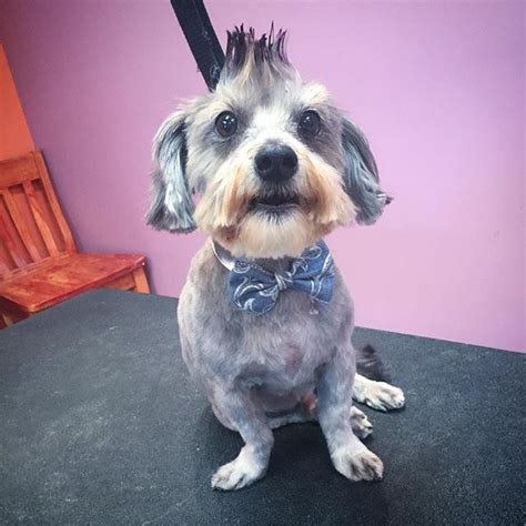 Dog Mohawk Haircut