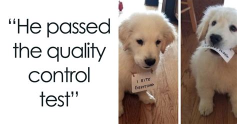 Dog Motivational Meme