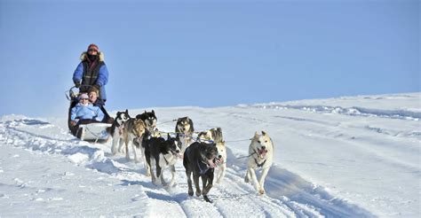 Dog Mushing UTV Tour