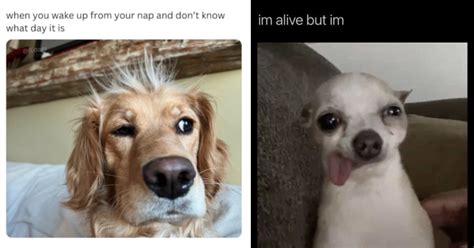Dog Nap Meme