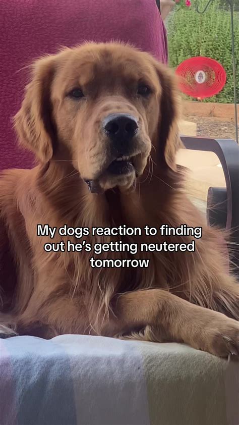 Dog Neuter Meme