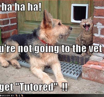 Dog Neutered Meme