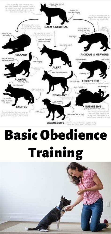 Dog Obedience Tips