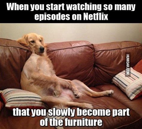 Dog On Couch Meme