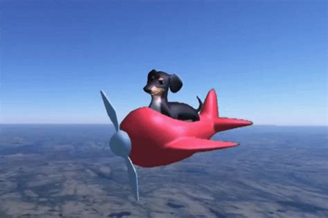 Dog On Plane Meme
