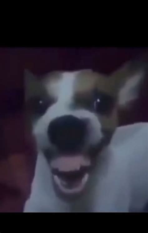 Dog Open Mouth Meme