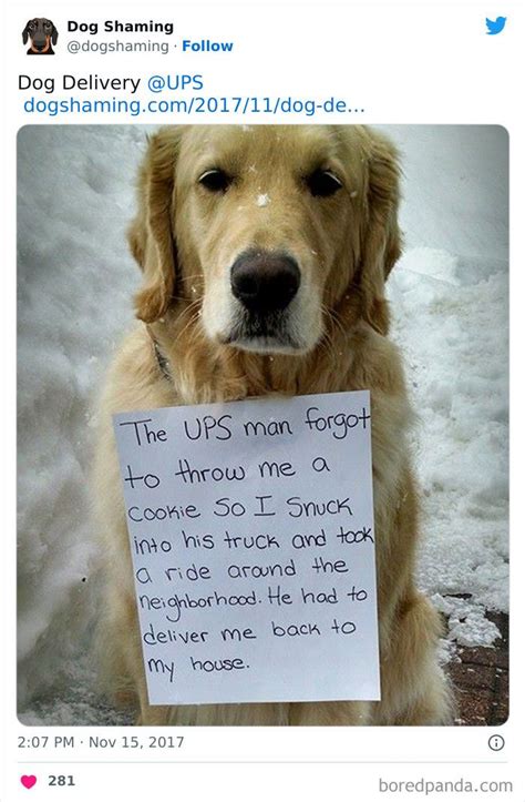 Dog Owner Shaming
