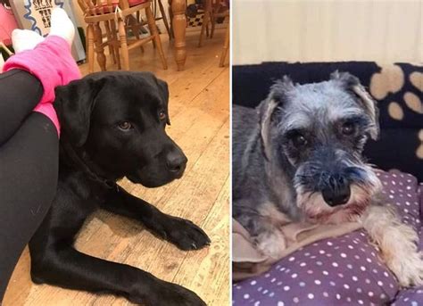 Dog Owners Disappear