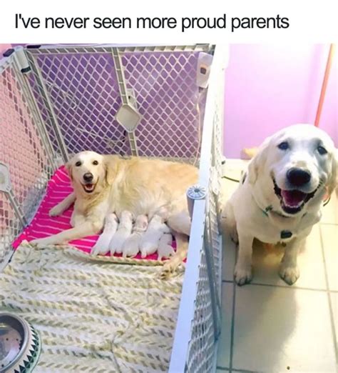 Dog Parent Meme