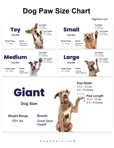 Dog Paw Sizing Chart