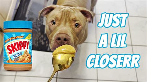 Dog Peanut Butter Meme