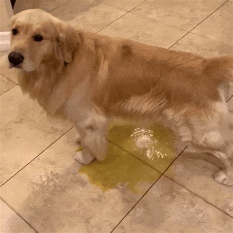 Dog Pee Meme