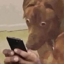Dog Phone Meme