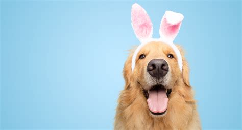 Dog Pictures With Easter Bunny
