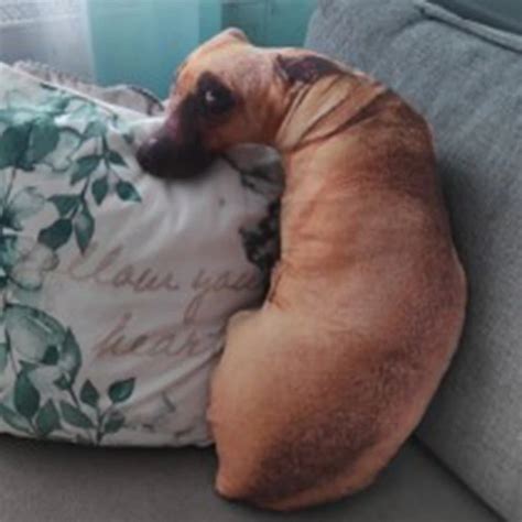 Dog Pillow Meme