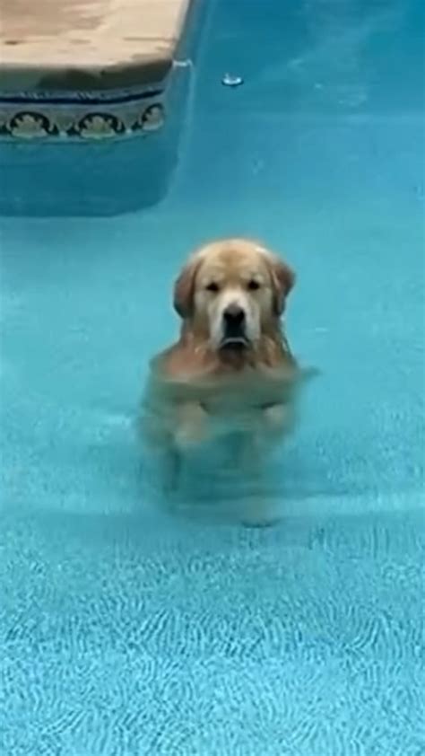 Dog Pool Meme
