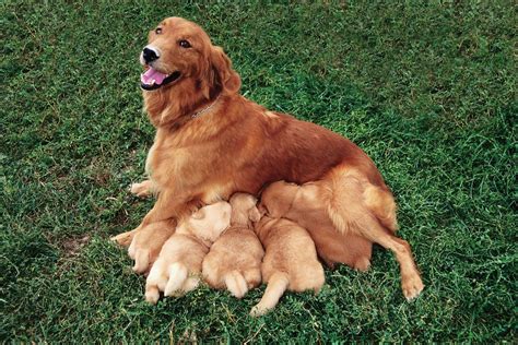 Dog Reproduction