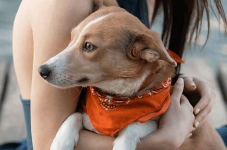 Dog Rescue In Va
