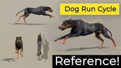 Boost Your Animation Skills with the Best Dog Running Reference for Animators