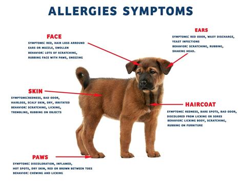Dog Salmon Allergy Symptoms