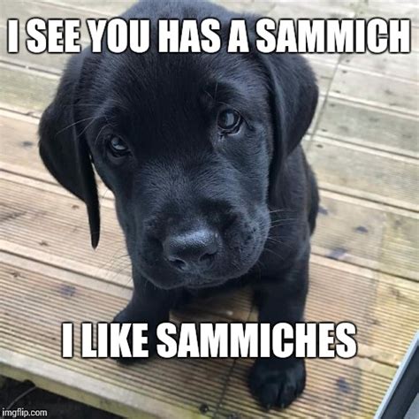 Dog Sammich Meme