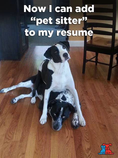 Dog Sitter Meme