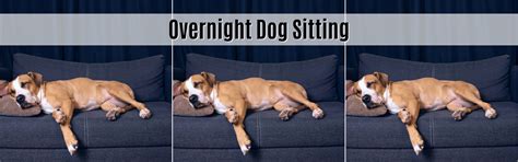 Dog Sitting Overnight