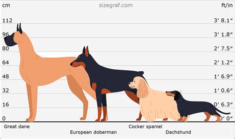 Dog Size and Breed