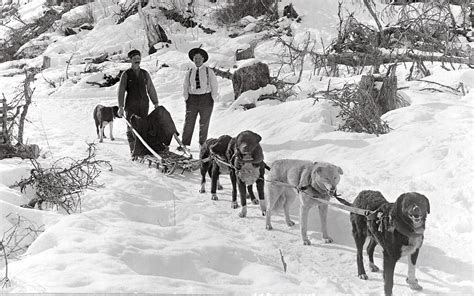 Dog Sledding History