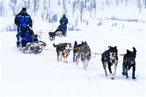 Dog Sledding Personal Experience