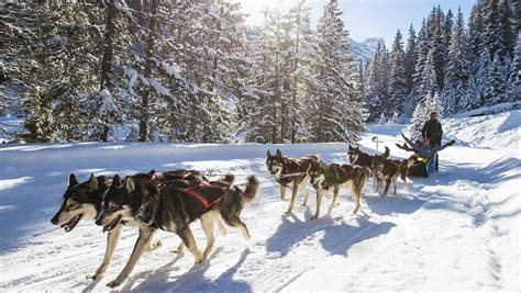 Dog Sledding booking