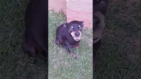 Dog Smile Like Human Youtube