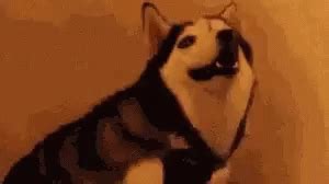Dog Sneeze Meme
