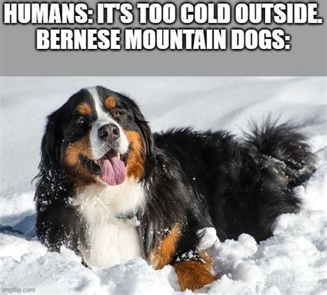 Dog Snow Meme