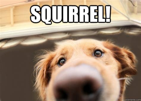 Dog Squirrel Meme