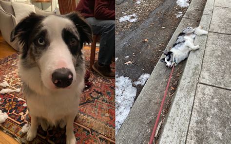 Canine Revolution: Dogs Stage Protest Against Forced Departure from Dog Park