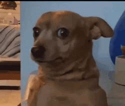 Dog Stare Meme