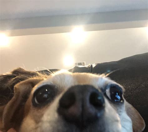 Dog Staring At Camera Meme